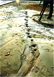 兵庫県南部地震の時に六甲アイランドで見られた噴砂跡の写真